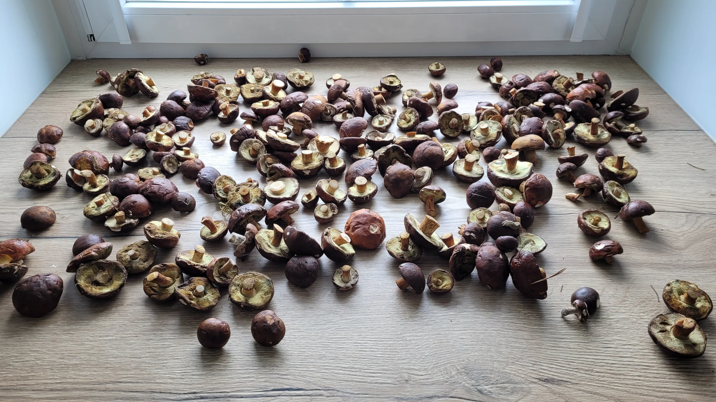 Wander Warsaw Retreat