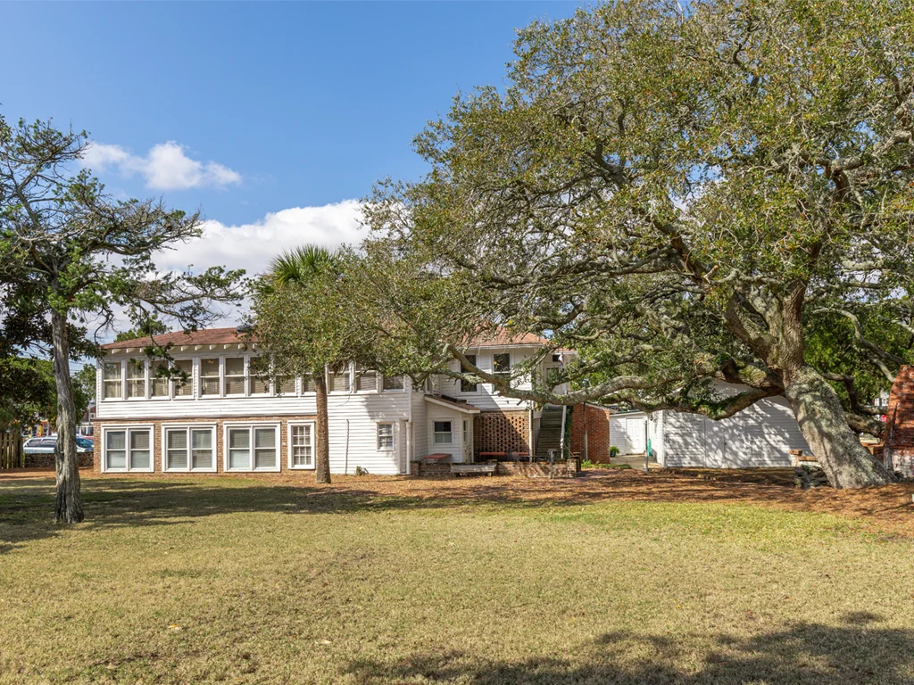 Tybee Trees - Image 4